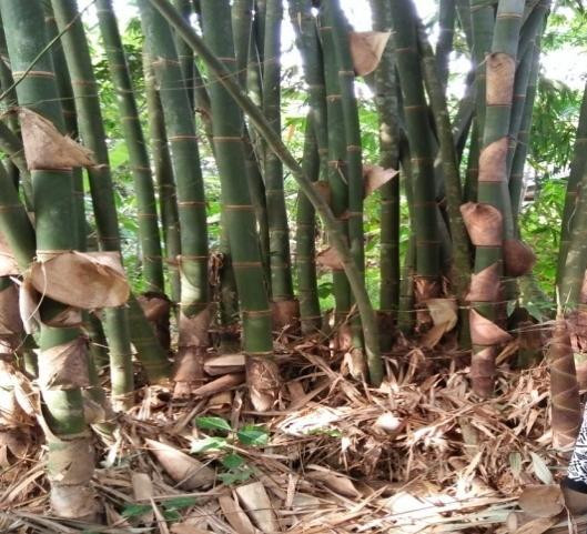 Bambu hijau